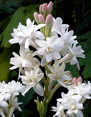 Kolkata Orchid Online KOO Round the Year Flowering Plant Rajanigandha Fragrant Flower Bulb (Single Tuberose) 12 Live Bulb