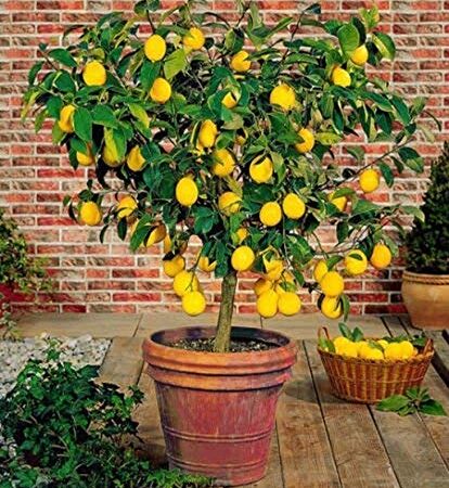 Creative Farmer Live Lemon/Nimboo Bonsai Tree Plant